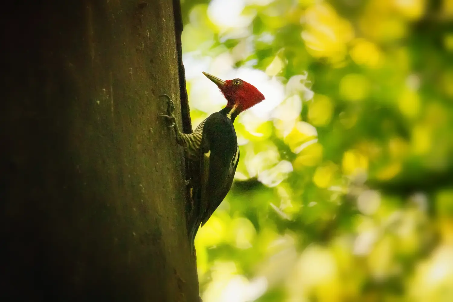 Costa Rica